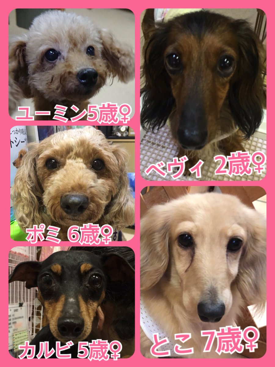 🐾今日の里親様募集中ワンコ🐶メンバーです🐾2019,7,23